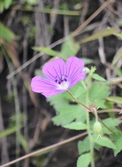 Geranium wallichianum