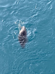 Pusa hispida hispida