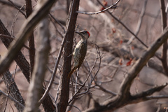 Campethera abingoni abingoni