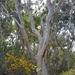 Scribbly Gum - Photo (c) waggie14, some rights reserved (CC BY-NC)