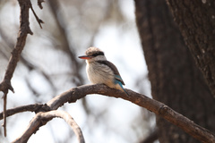 Halcyon chelicuti chelicuti