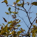 Anogeissus latifolia - Photo (c) Dinesh Valke,  זכויות יוצרים חלקיות (CC BY-NC-SA)