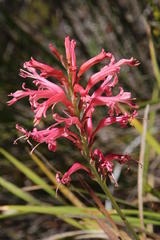 Tritoniopsis antholyza