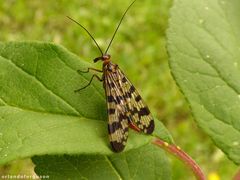 Panorpa meridionalis