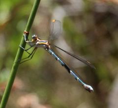 Chlorolestes conspicuus