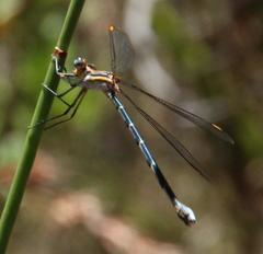 Chlorolestes conspicuus