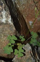 Oxalis copiosa