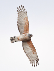 African Cuckoo-Hawk photo 2