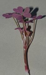 Oxalis copiosa