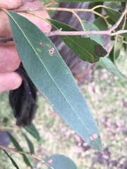 Eucalyptus globoidea