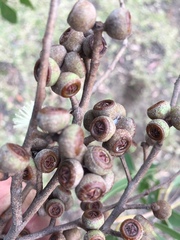 Eucalyptus globoidea