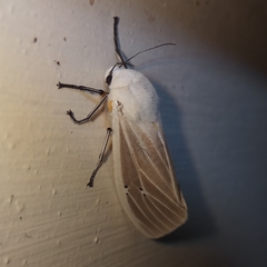 Creatonotos transiens