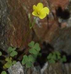 Oxalis copiosa