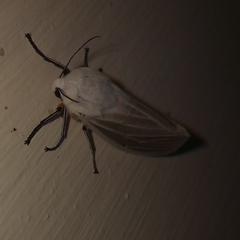 Creatonotos transiens