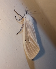 Creatonotos transiens