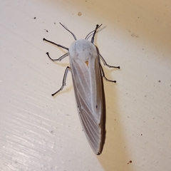 Creatonotos transiens