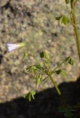 Oxalis rubricallosa