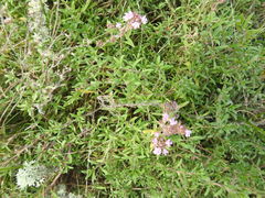 Thymus pannonicus