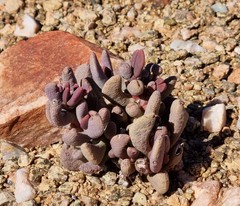 Hereroa puttkameriana