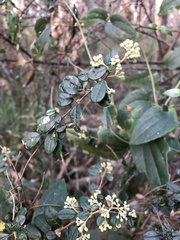 Pomaderris vacciniifolia