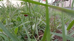 Harmonia octomaculata