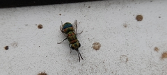 Chrysidini
