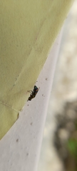 Chrysidini