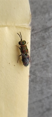 Chrysidini