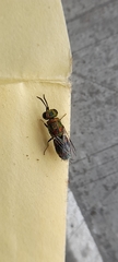 Chrysidini