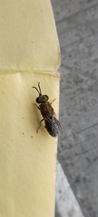 Chrysidini