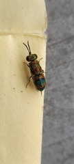 Chrysidini