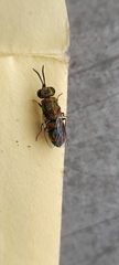 Chrysidini