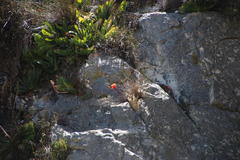 Aeropetes tulbaghia