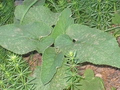 Phlomis bovei