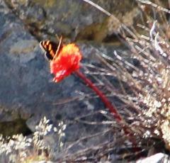 Aeropetes tulbaghia