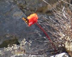 Aeropetes tulbaghia
