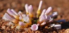 Oxalis sonderiana