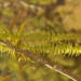 Engelhardia spicata - Photo (c) Plant.Hunter, algunos derechos reservados (CC BY-NC-SA)