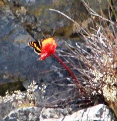 Aeropetes tulbaghia