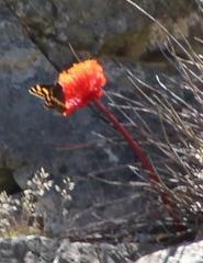 Aeropetes tulbaghia