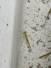 Coenagrion pulchellum