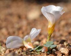 Oxalis sonderiana