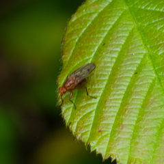 Dryomyzidae