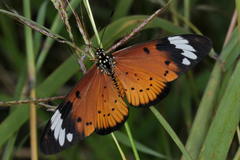 Acraea encedon encedon
