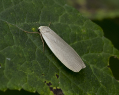 Eilema griseola