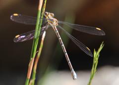 Chlorolestes conspicuus