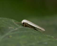 Eilema griseola