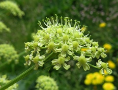 Heracleum sphondylium orsinii