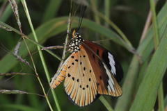 Acraea encedon encedon