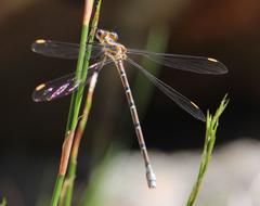 Chlorolestes conspicuus